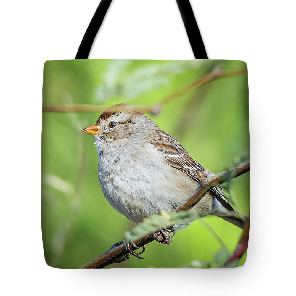 Sparrow Tote Bag featuring the photograph Sparrow #1 by Tam Ryan
