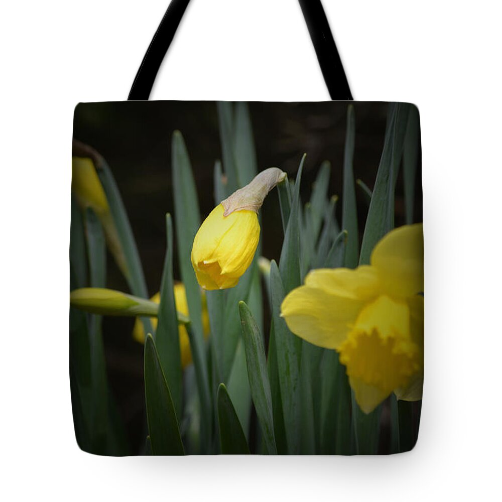 Daffodil Tote Bag featuring the photograph Stages #2 by Richard Andrews