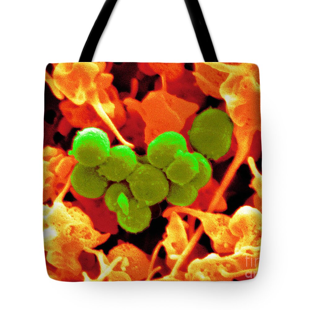 Platelets Tote Bag featuring the photograph Staphylococcus Epidermidis Bacteria #1 by Scimat