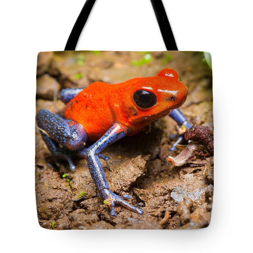 Strawberry Poison Dart Frog Tote Bag featuring the photograph Strawberry Poison Dart Frog #1 by B.G. Thomson
