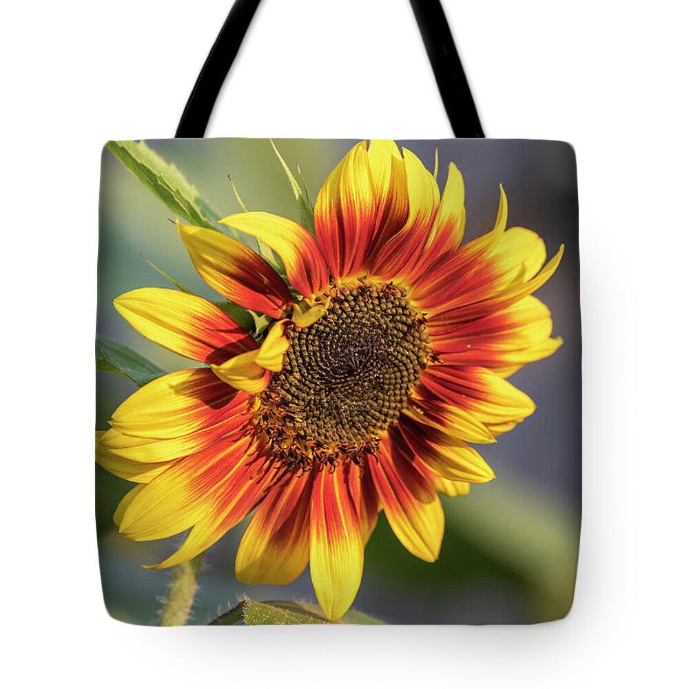 Sunflower Tote Bag featuring the photograph Sunflower 2018-1 by Thomas Young