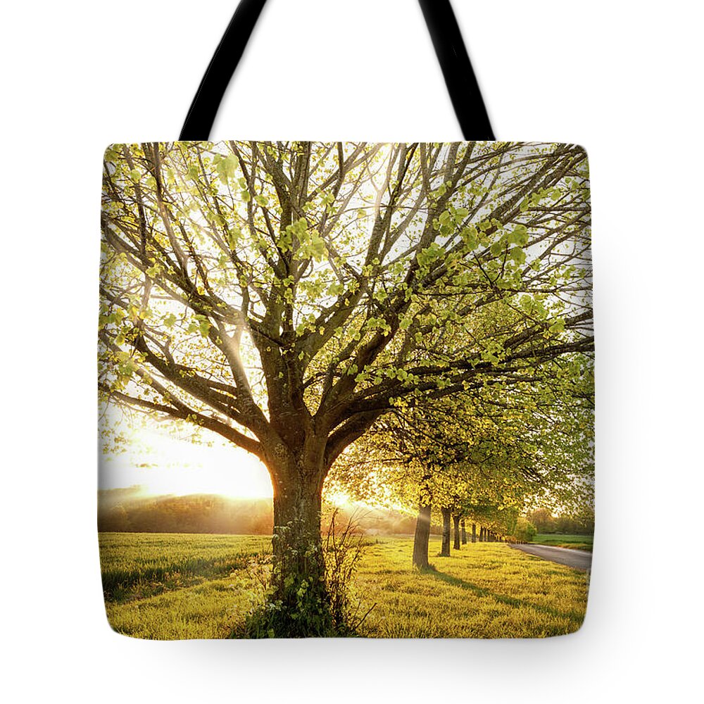 Sunset Tote Bag featuring the photograph Sunset through a line of rural trees #1 by Simon Bratt