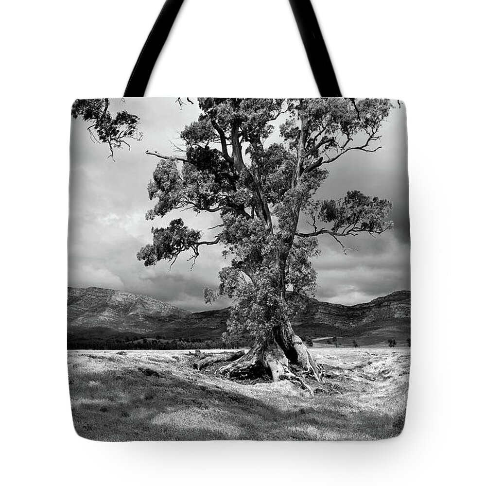 The Cazneaux Tree Flinderss Ranges South Australia Australia Landscape Landscapes Outback Gum Wilpena Pound Bw B&w Black And White Tote Bag featuring the photograph The Cazneaux Tree #1 by Bill Robinson