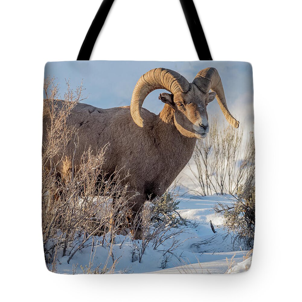 Big-horned Sheep Tote Bag featuring the photograph The Christmas Gift #1 by Yeates Photography