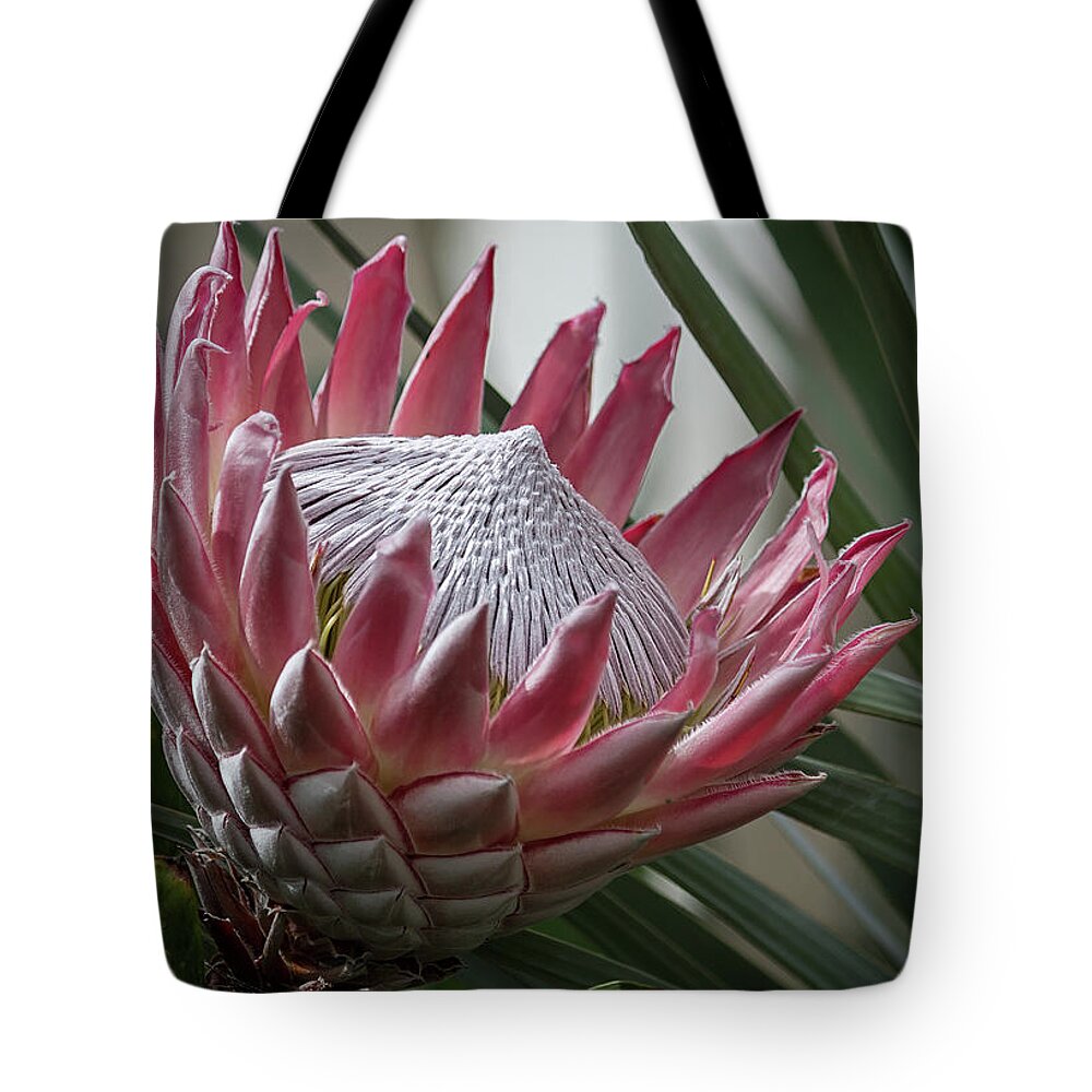 Protea Tote Bag featuring the photograph The King of Proteas by Shirley Mitchell