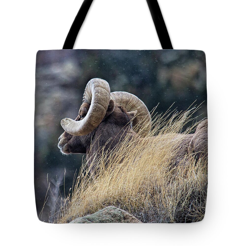 In Focus Tote Bag featuring the photograph The Watchman by Jim Garrison