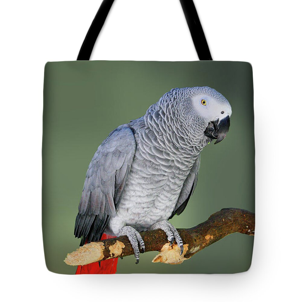 Fauna Tote Bag featuring the photograph Thinking it over #1 by Mariarosa Rockefeller