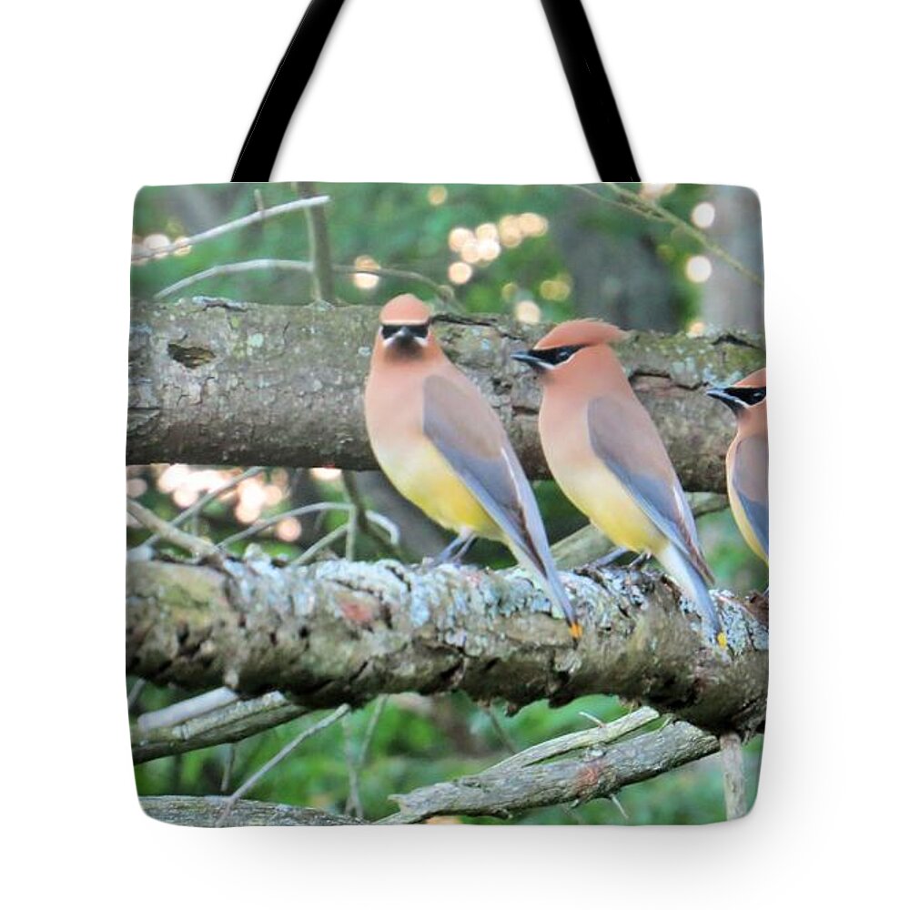 Birds Tote Bag featuring the photograph Cedar Waxwings, three in a row by Jeanette Oberholtzer