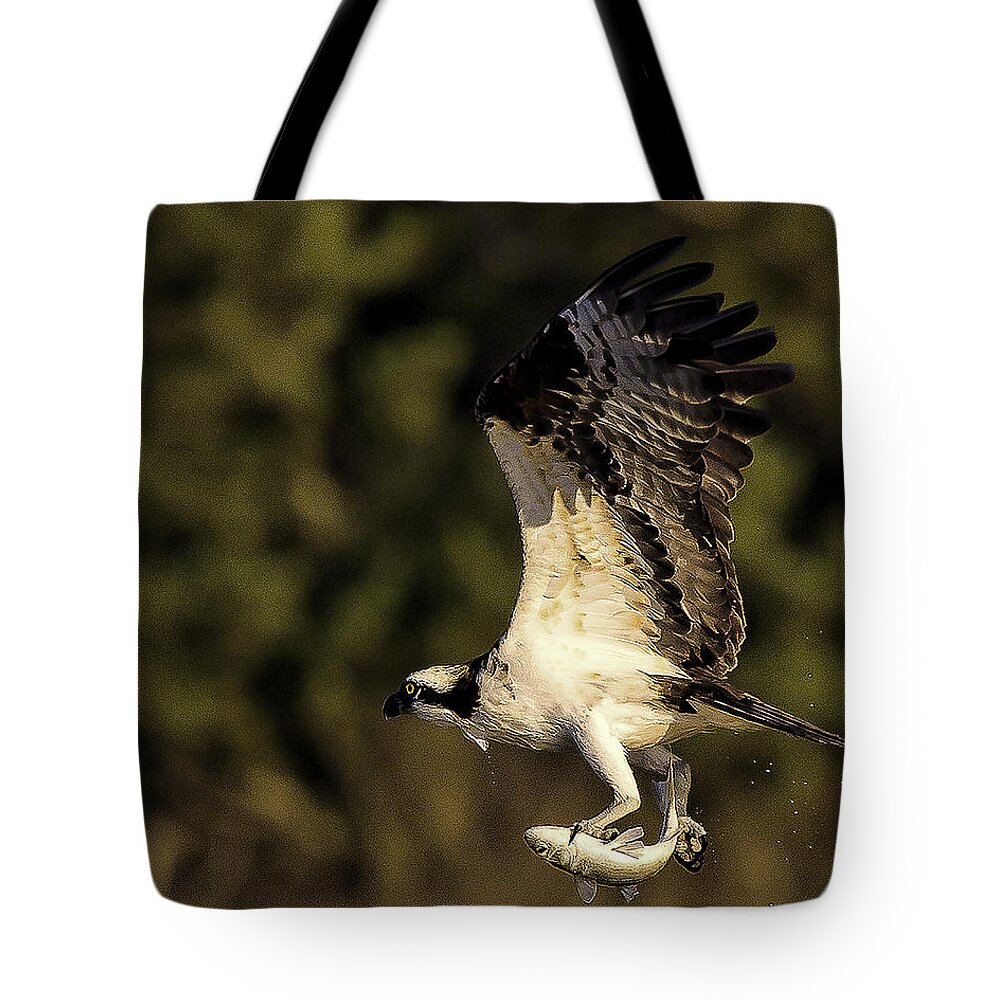 Osprey Tote Bag featuring the photograph Up Up and Away #1 by Joe Granita