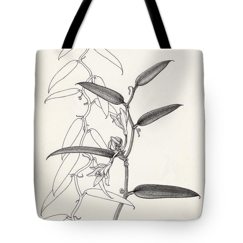 Botanical Drawing Tote Bag featuring the drawing Vanilla by Judith Kunzle