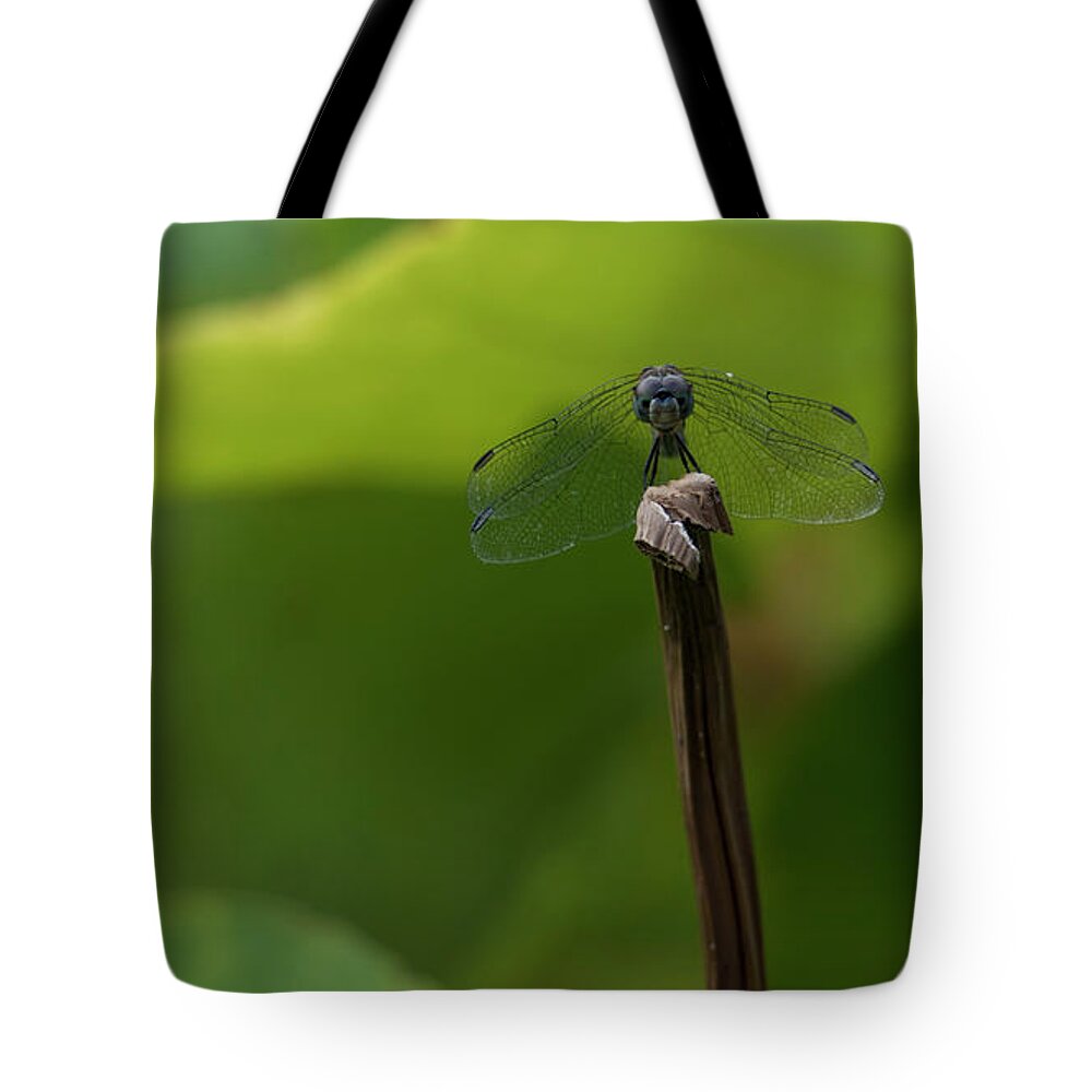 Dragonfly Tote Bag featuring the photograph Vigilance by Holly Ross