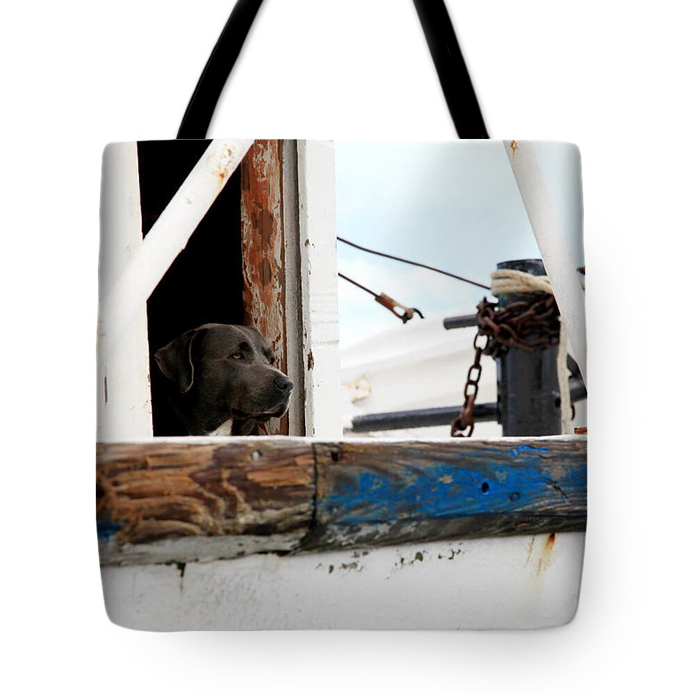 Dog Tote Bag featuring the photograph Waiting on his best friend by Toni Hopper