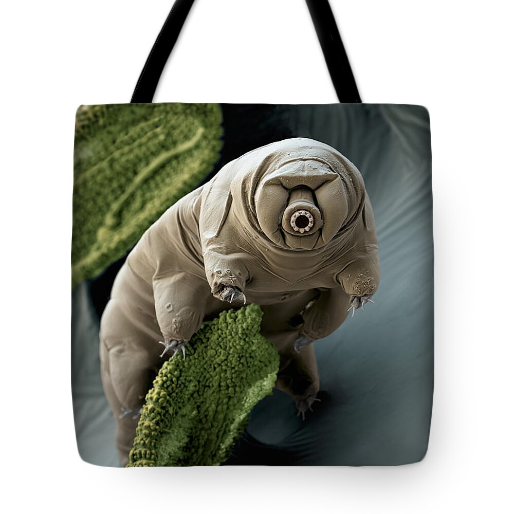 Paramacrobiotus Craterlaki Tote Bag featuring the photograph Water Bear Or Tardigrade by Eye of Science