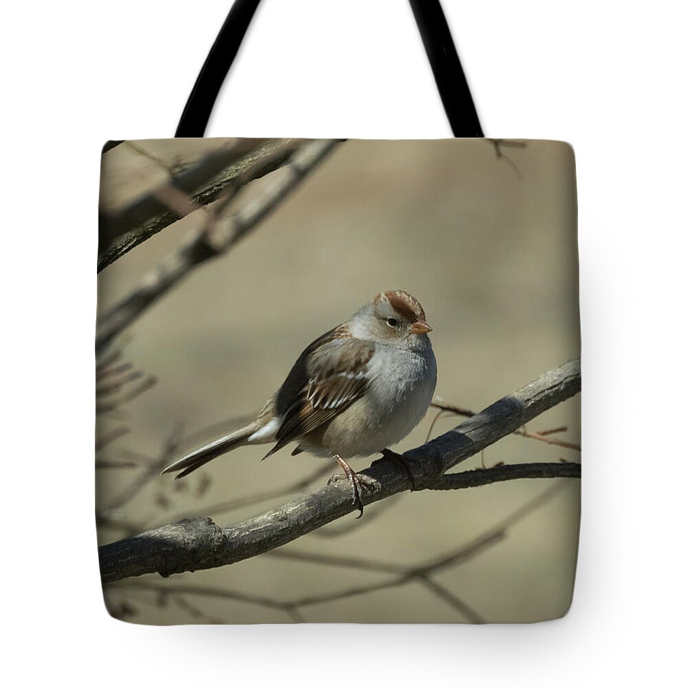 White Crowned Sparrow Tote Bag featuring the photograph White-Crowned Sparrow    by Holden The Moment