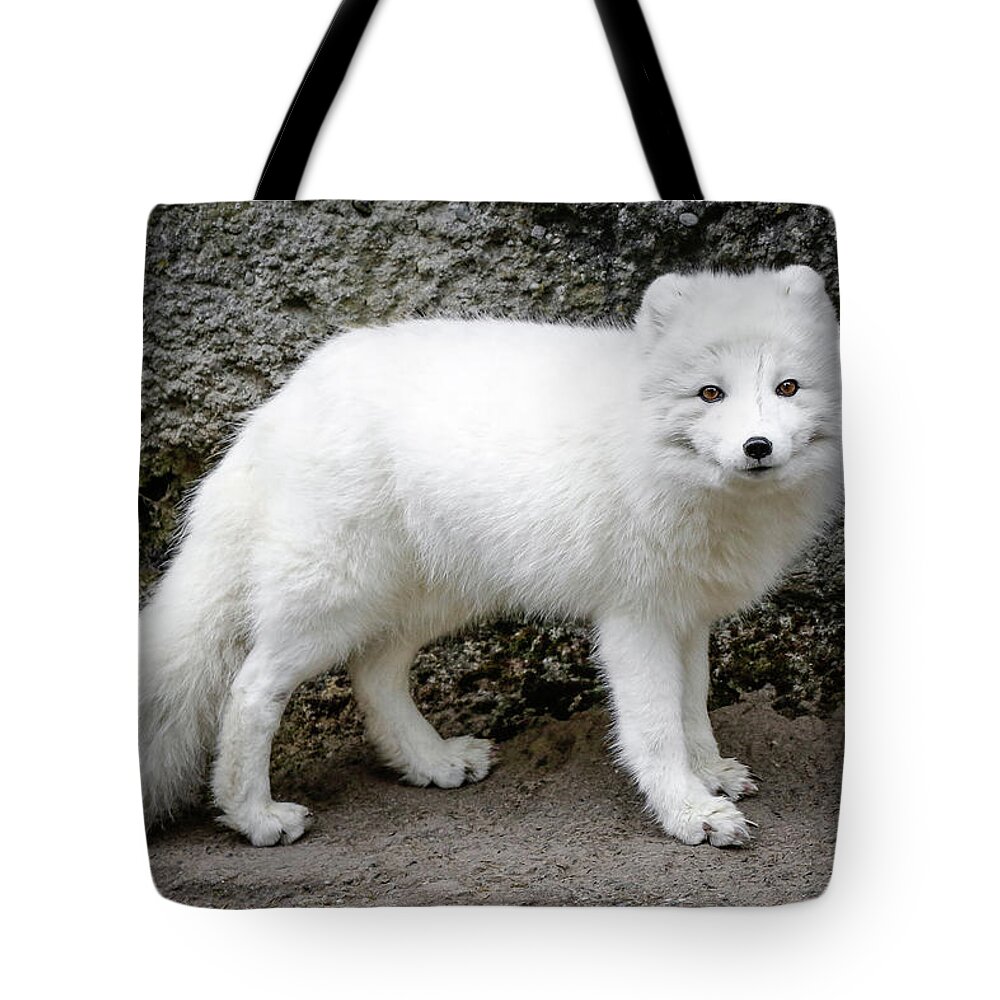 Arctic Fox Tote Bag featuring the photograph White Fox III #1 by Athena Mckinzie