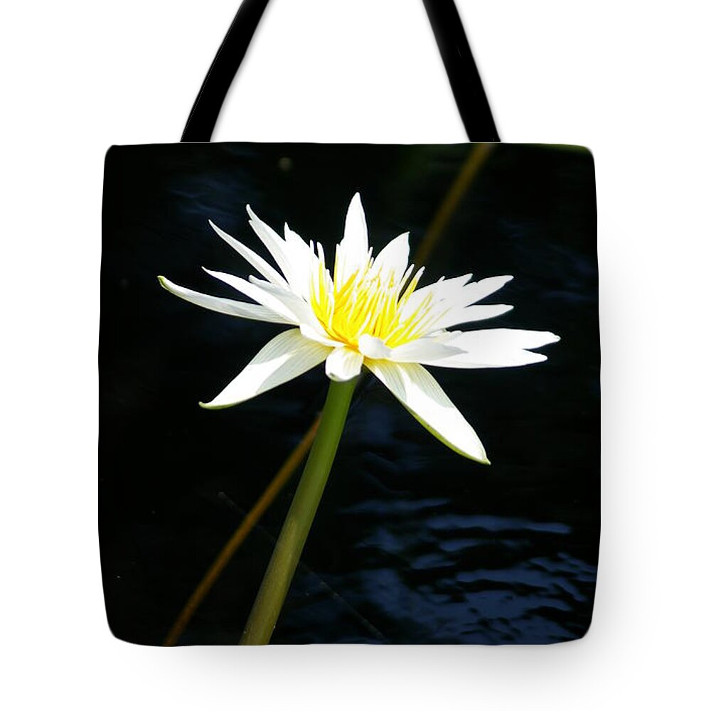 Yellow Tote Bag featuring the photograph White Lotus Waterlily #1 by Jackie Irwin