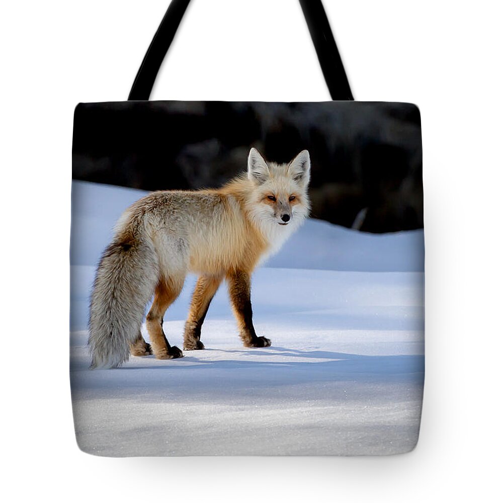 Fox Tote Bag featuring the photograph Winter Fox #1 by Jack Bell