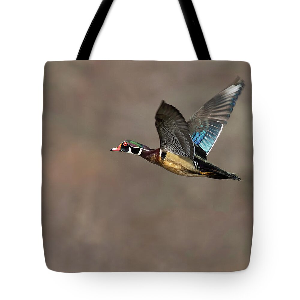 Duck Tote Bag featuring the photograph Wood Duck Flight #2 by Art Cole