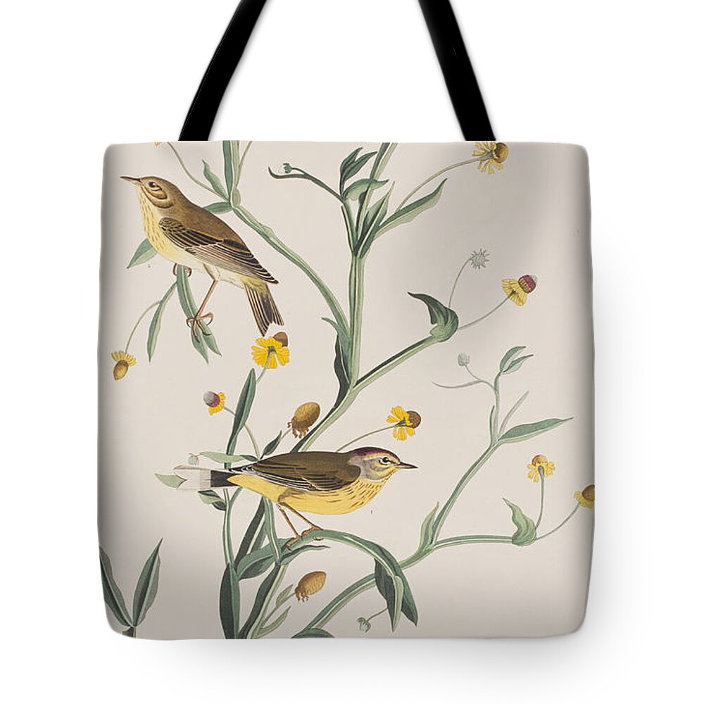 Yellow Red-poll Warbler Tote Bag featuring the painting Yellow Red-poll Warbler by John James Audubon