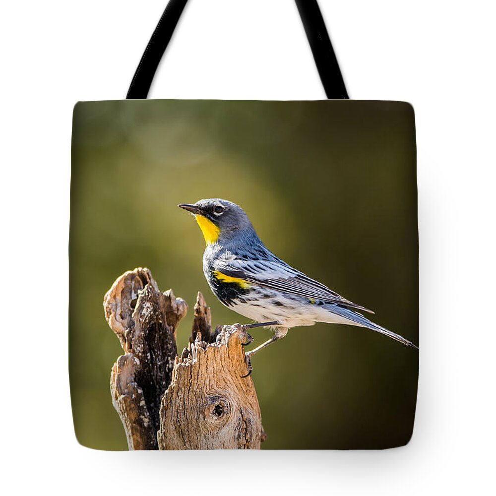 Yellow_rumped_warbler Tote Bag featuring the photograph Yellow-rumped Warbler #1 by Tam Ryan