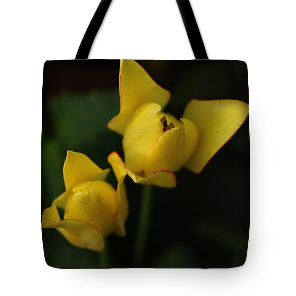 Tulips Tote Bag featuring the photograph Yellow tulips #1 by Irma Naan