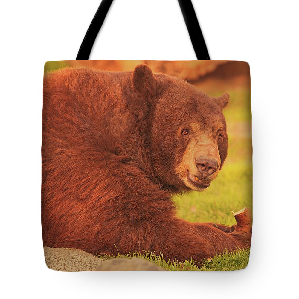 Animal Tote Bag featuring the photograph Black Bear #10 by Brian Cross