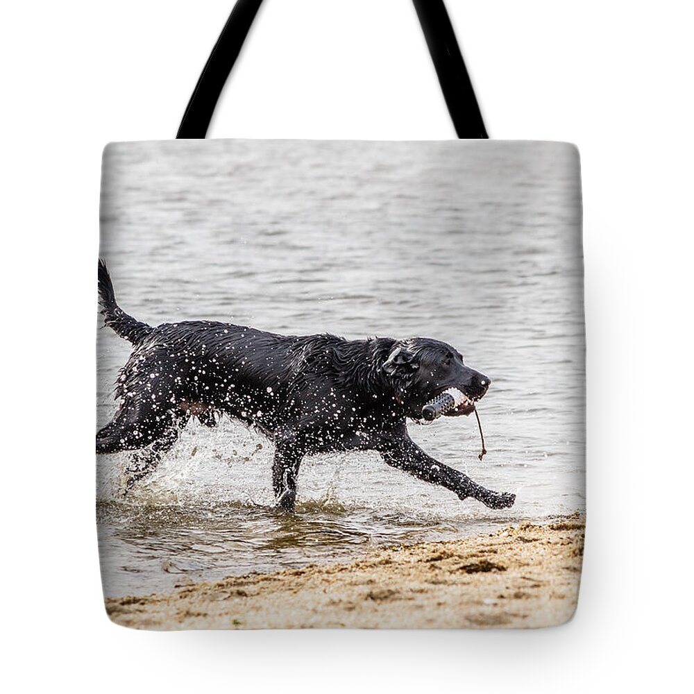 Black Dog Tote Bag featuring the photograph Dog playing in water #10 by SAURAVphoto Online Store