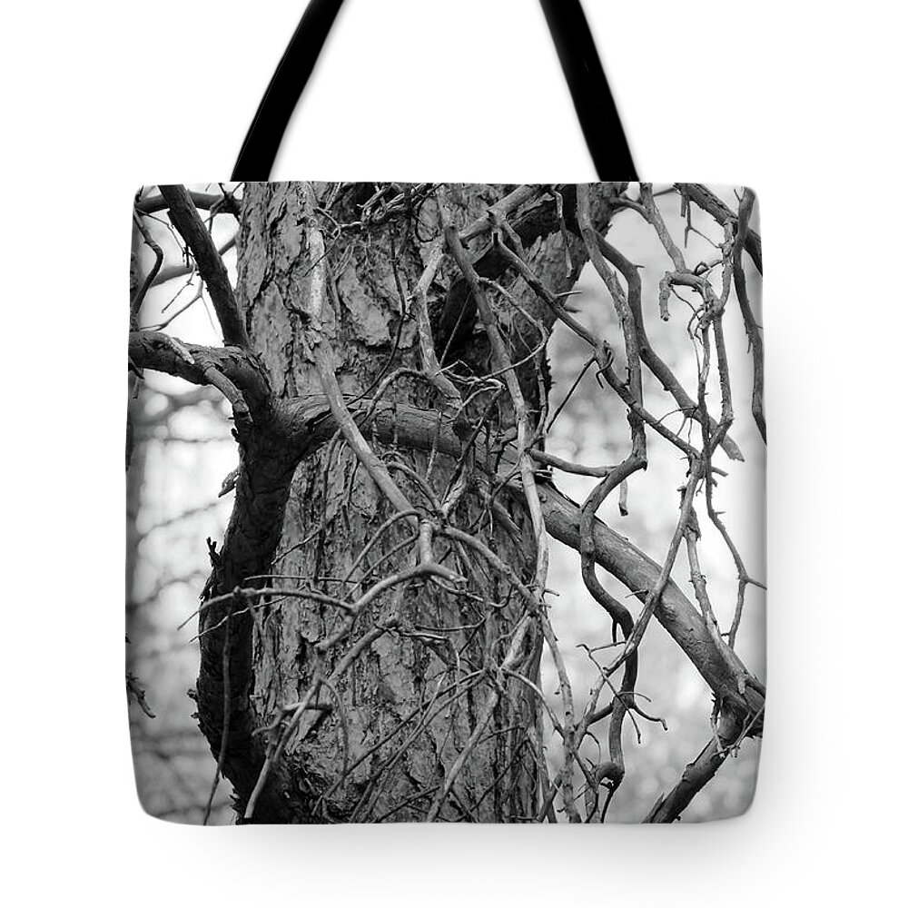Forest Tote Bag featuring the photograph Pine Tree by Dariusz Gudowicz