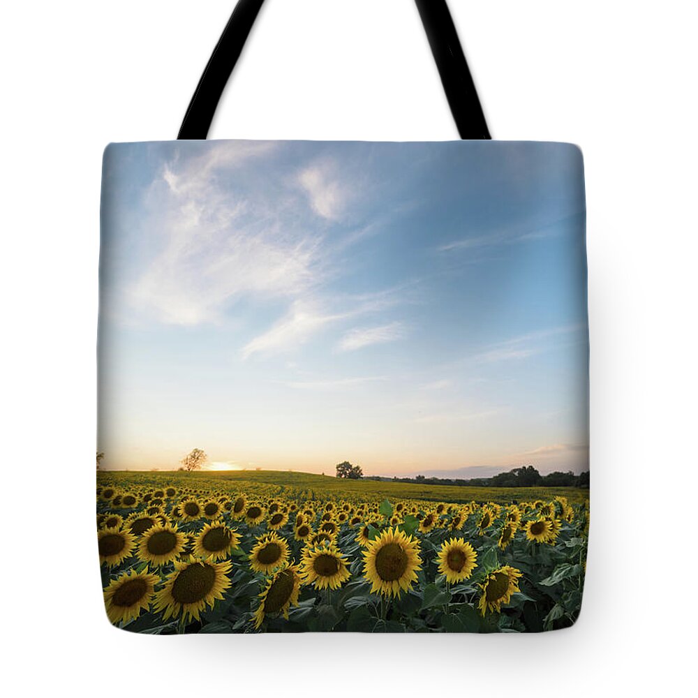 Sunflower Tote Bag featuring the photograph Sunflower Sunset #10 by Ryan Heffron