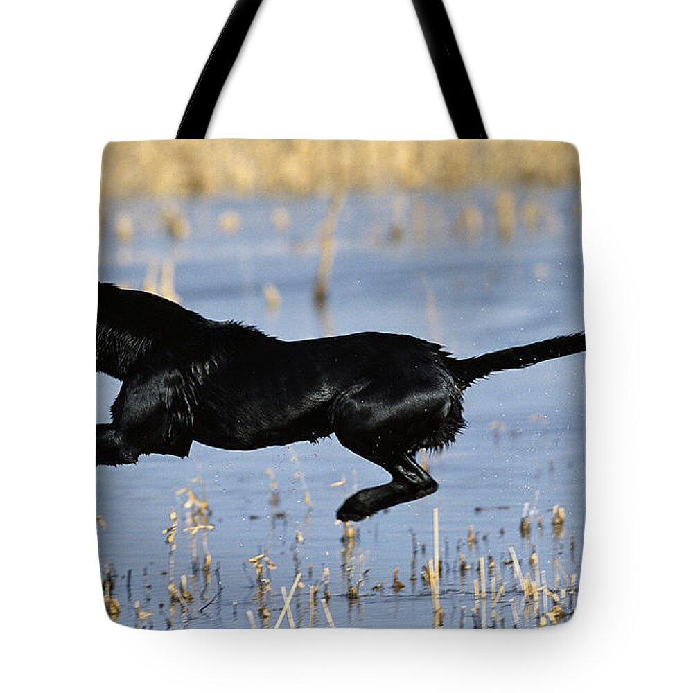 Dog Tote Bag featuring the photograph Dog #107 by Mariel Mcmeeking