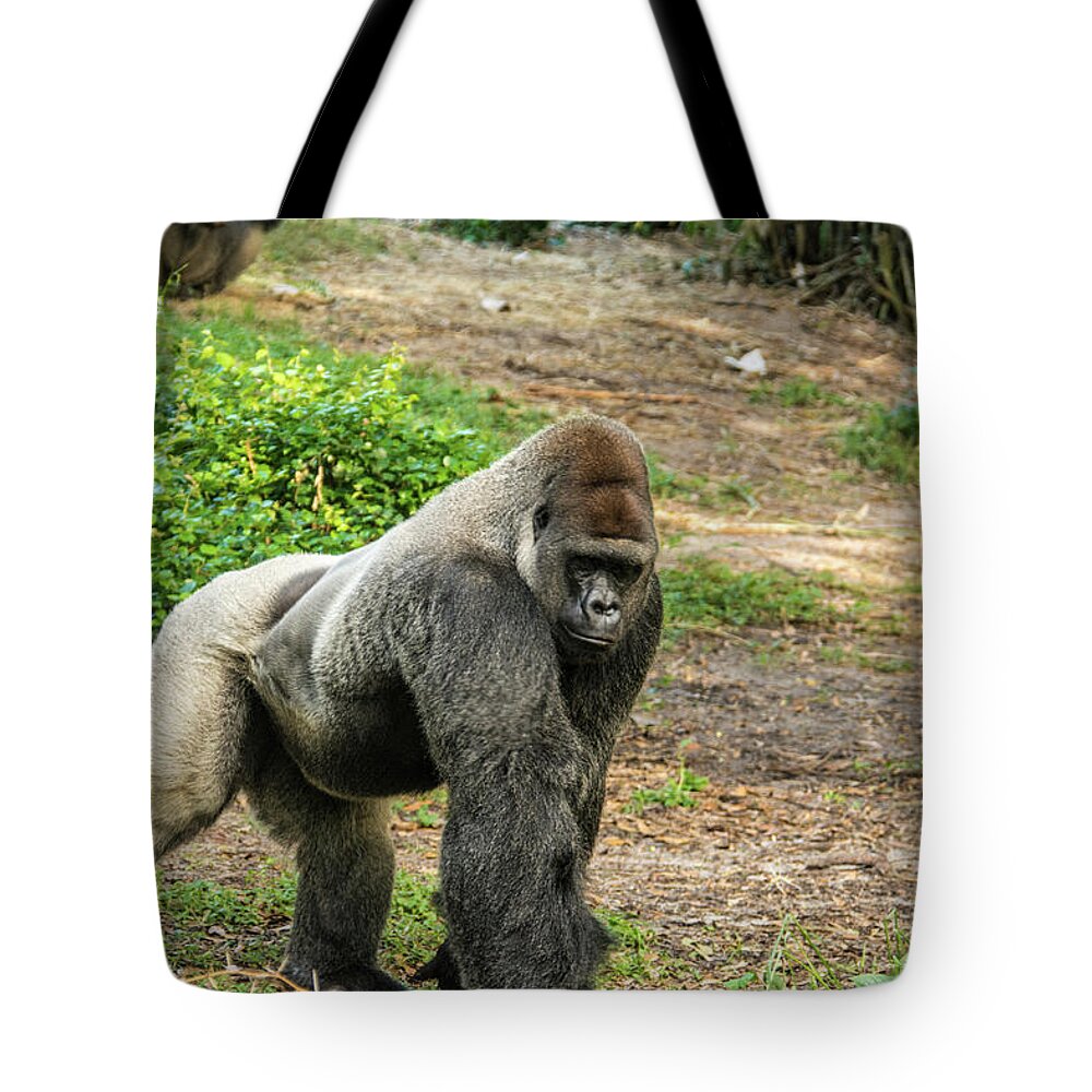 Gorilla Tote Bag featuring the photograph 10899 Gorilla by Pamela Williams