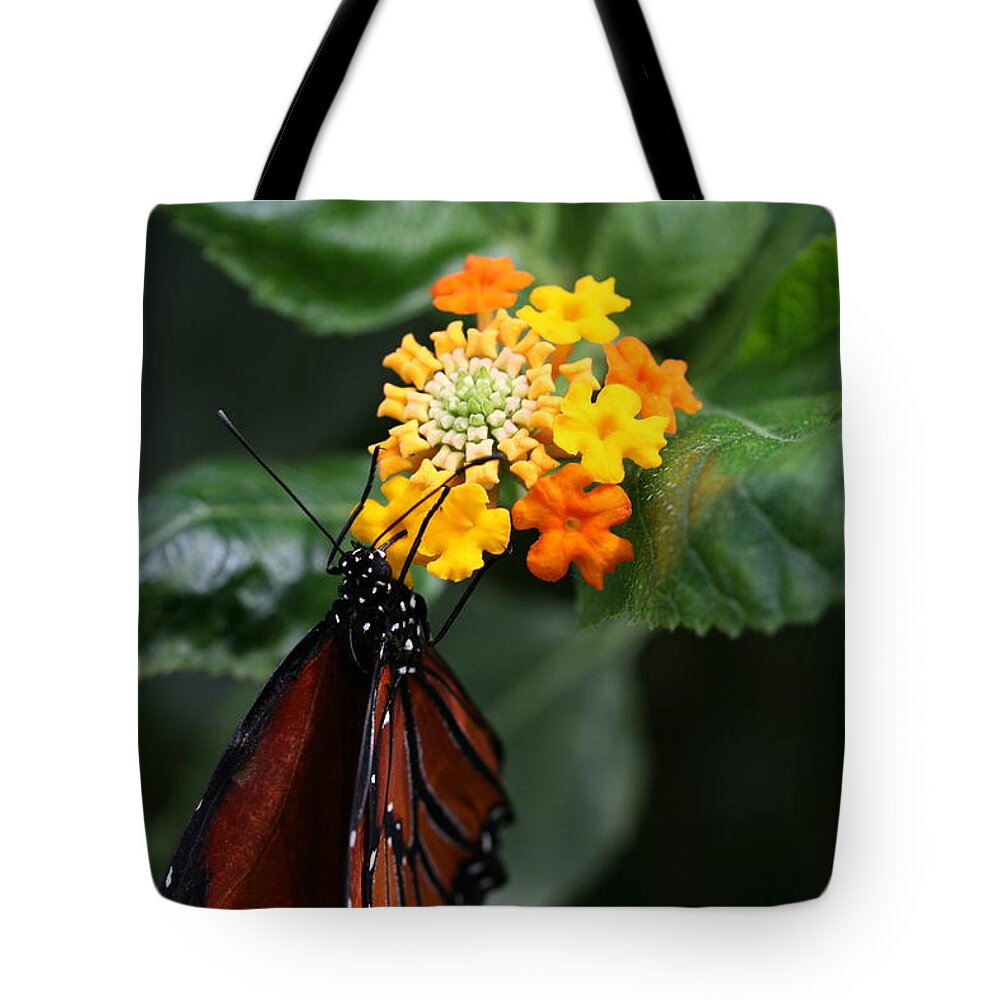 Butterfly Tote Bag featuring the photograph Butterfly #11 by MGhany