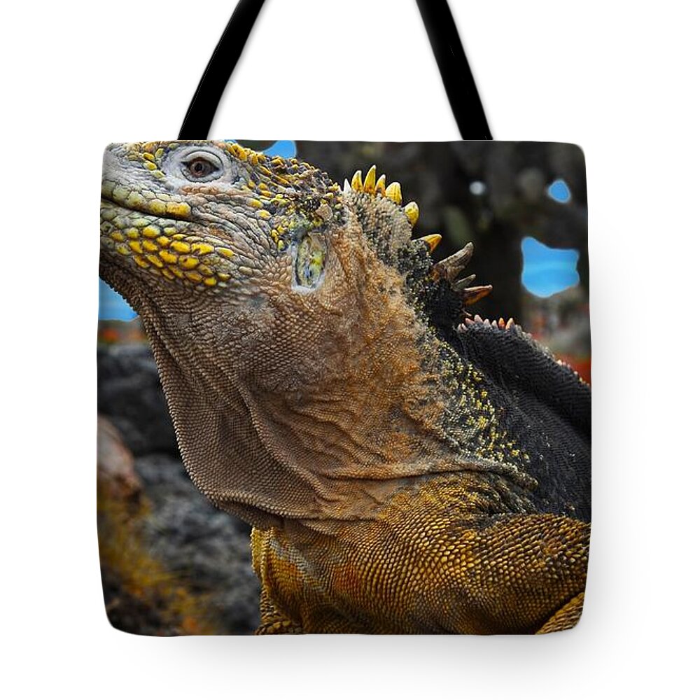 Iguana Tote Bag featuring the photograph Iguana #11 by Jackie Russo