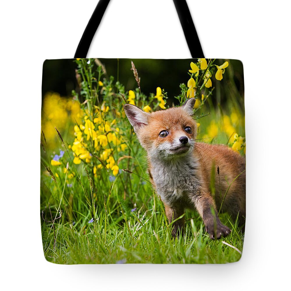 Animal Tote Bag featuring the photograph Red Fox Vulpes Vulpes #12 by Gerard Lacz