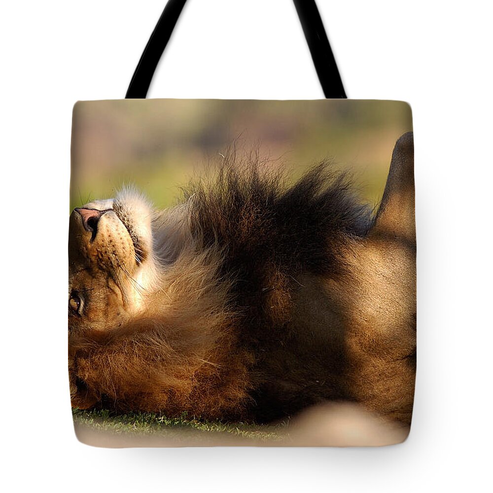 Lion Tote Bag featuring the photograph Lion #13 by Jackie Russo