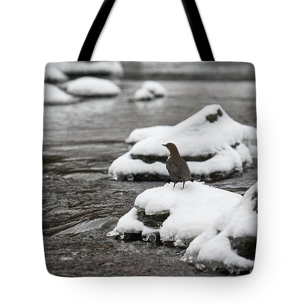 Cinclus Cinclus Tote Bag featuring the photograph White-throated dipper #13 by Jouko Lehto
