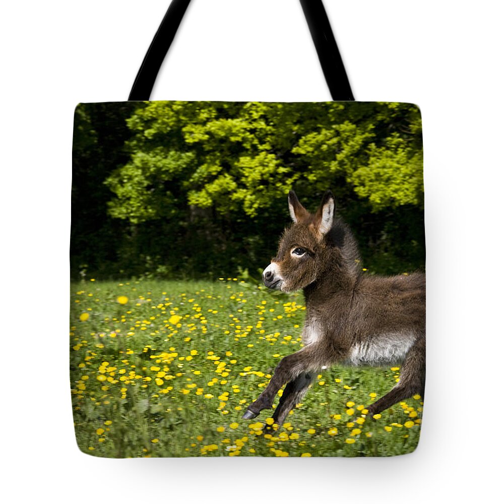 Miniature Donkey Tote Bag featuring the photograph Miniature Donkey Foal by Jean-Louis Klein and Marie-Luce Hubert