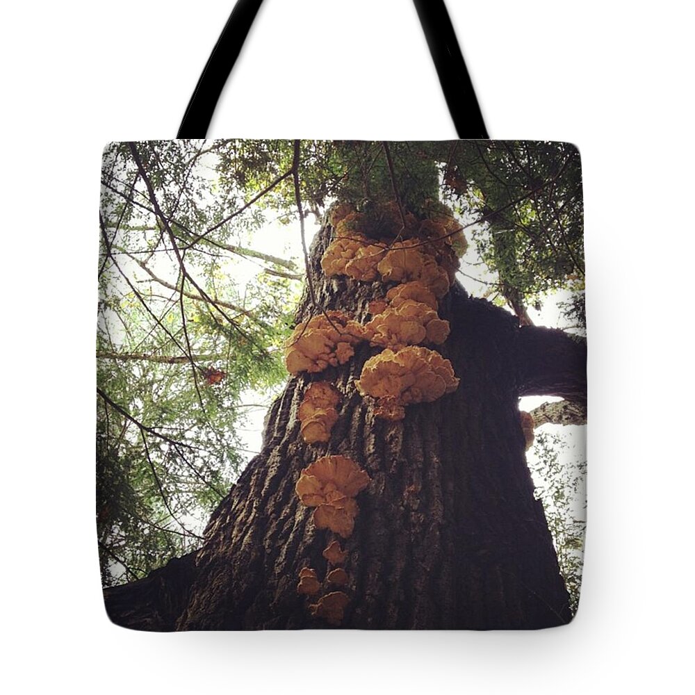 Mushroom Tote Bag featuring the photograph Mushroom #3 by Salamander Woods Studio-Homestead