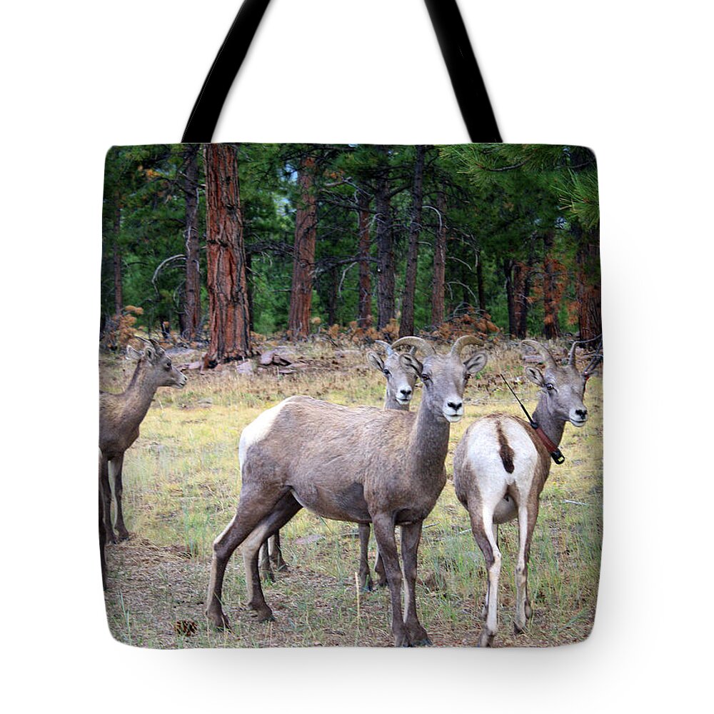 River Tote Bag featuring the photograph Flaming Gorge National Park #16 by Ellen Tully