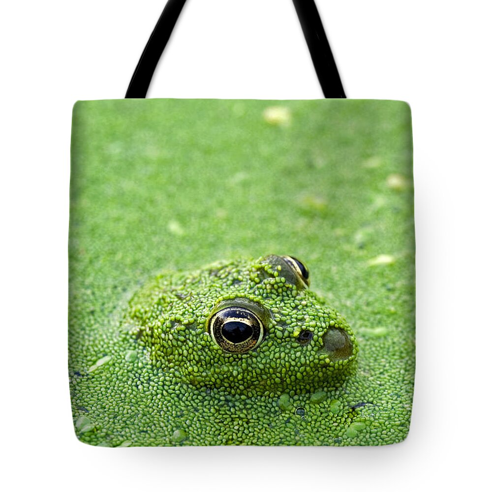 Edible Frog Tote Bag featuring the photograph Camouflage by Arterra Picture Library