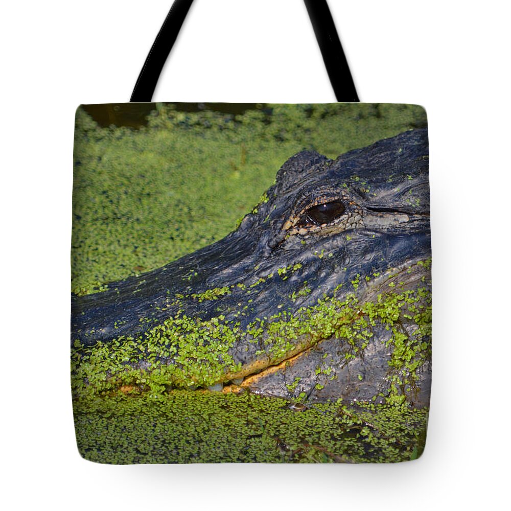 Alligator Tote Bag featuring the photograph 18- American Alligator by Joseph Keane