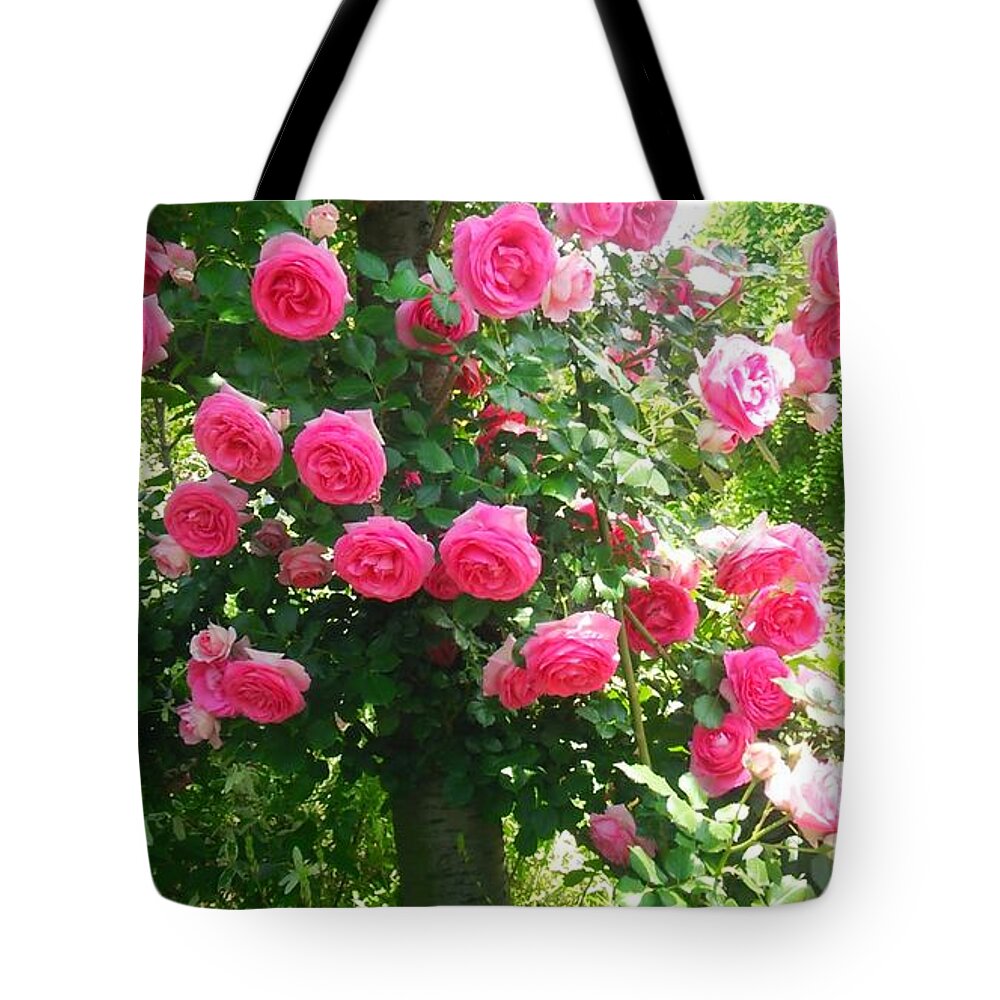 #flower#flowerlovers#flowerlover#green#flowerlovers#floral#rose#rosa#pink#petal#plant#blossom#photooftheday#floweroftheday#webstagram#naturestagram#flowerstagram#naturelover#naturelovers#naturehippys#naturehippy#flowers#yokohama#japan#kn##l#{ Tote Bag featuring the photograph Rose #18 by Tomoko Takigawa