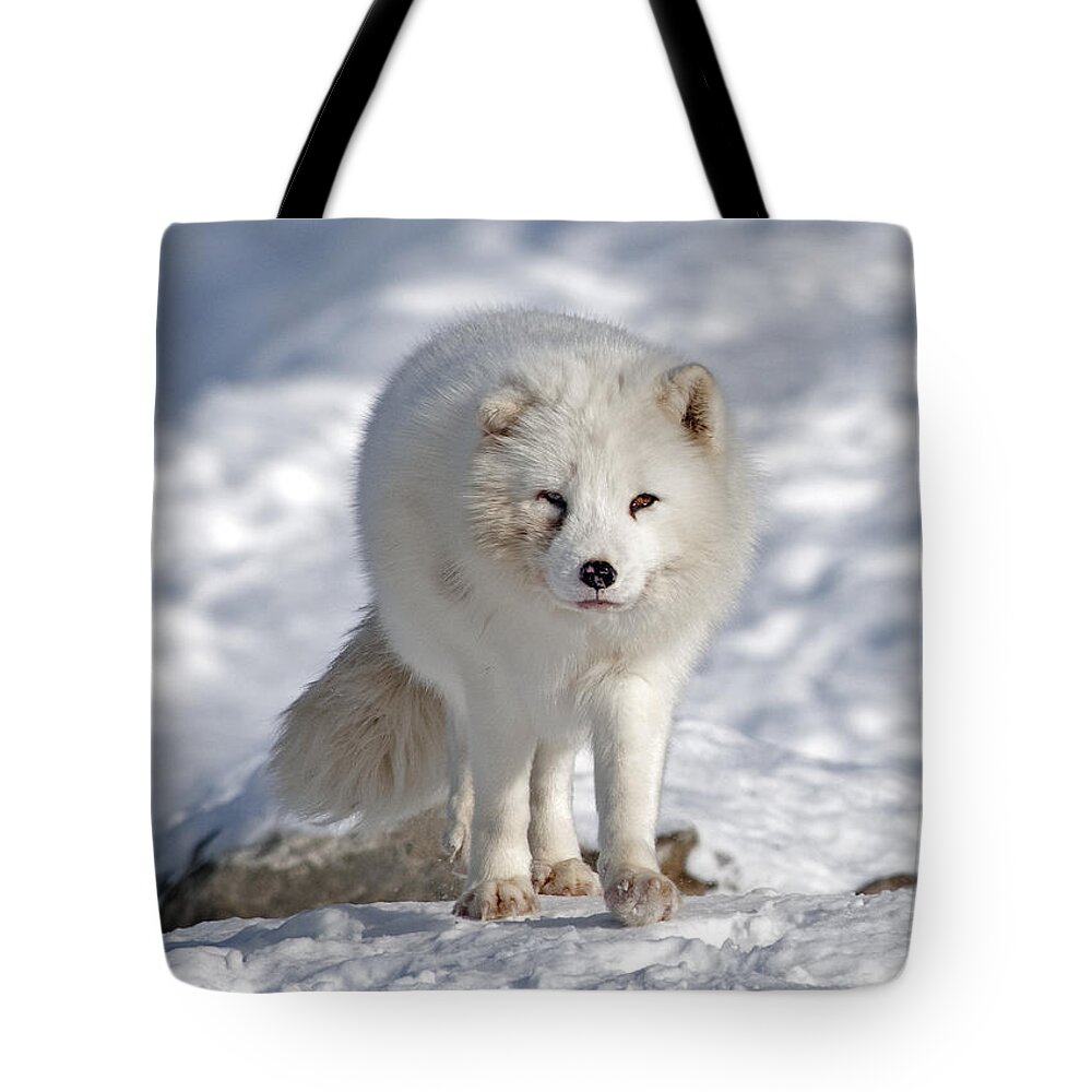 Nina Stavlund Tote Bag featuring the photograph Arctic Fox... #1 by Nina Stavlund