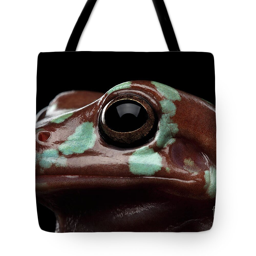 Amphibian Tote Bag featuring the photograph Australian green tree frog, or Litoria caerulea isolated black background by Sergey Taran