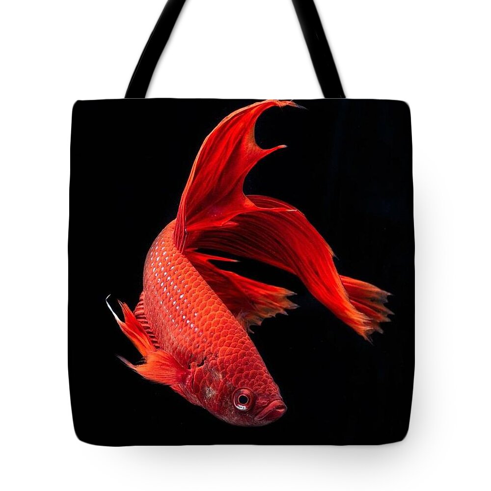 Betta Tote Bag featuring the photograph Betta #2 by Jackie Russo