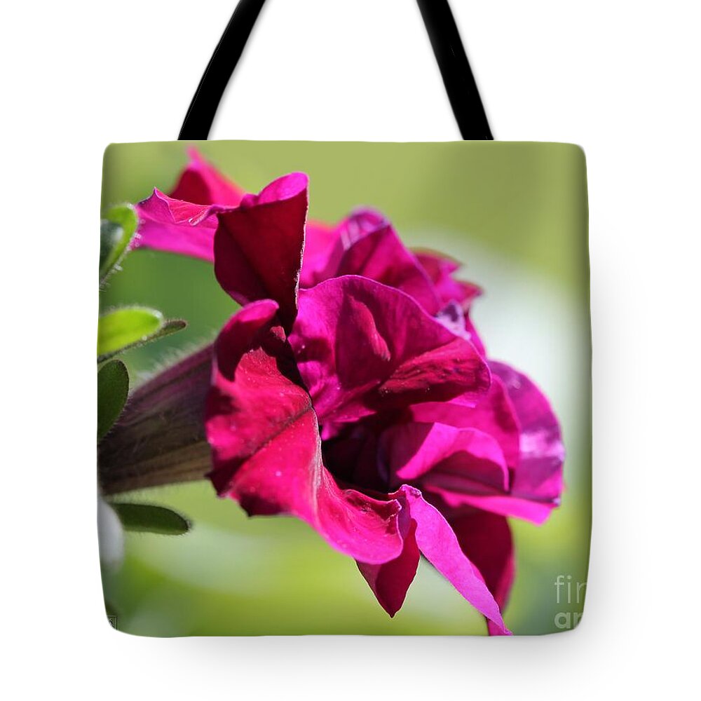 Mccombie Tote Bag featuring the photograph Burgundy Double Cascade Petunia #1 by J McCombie