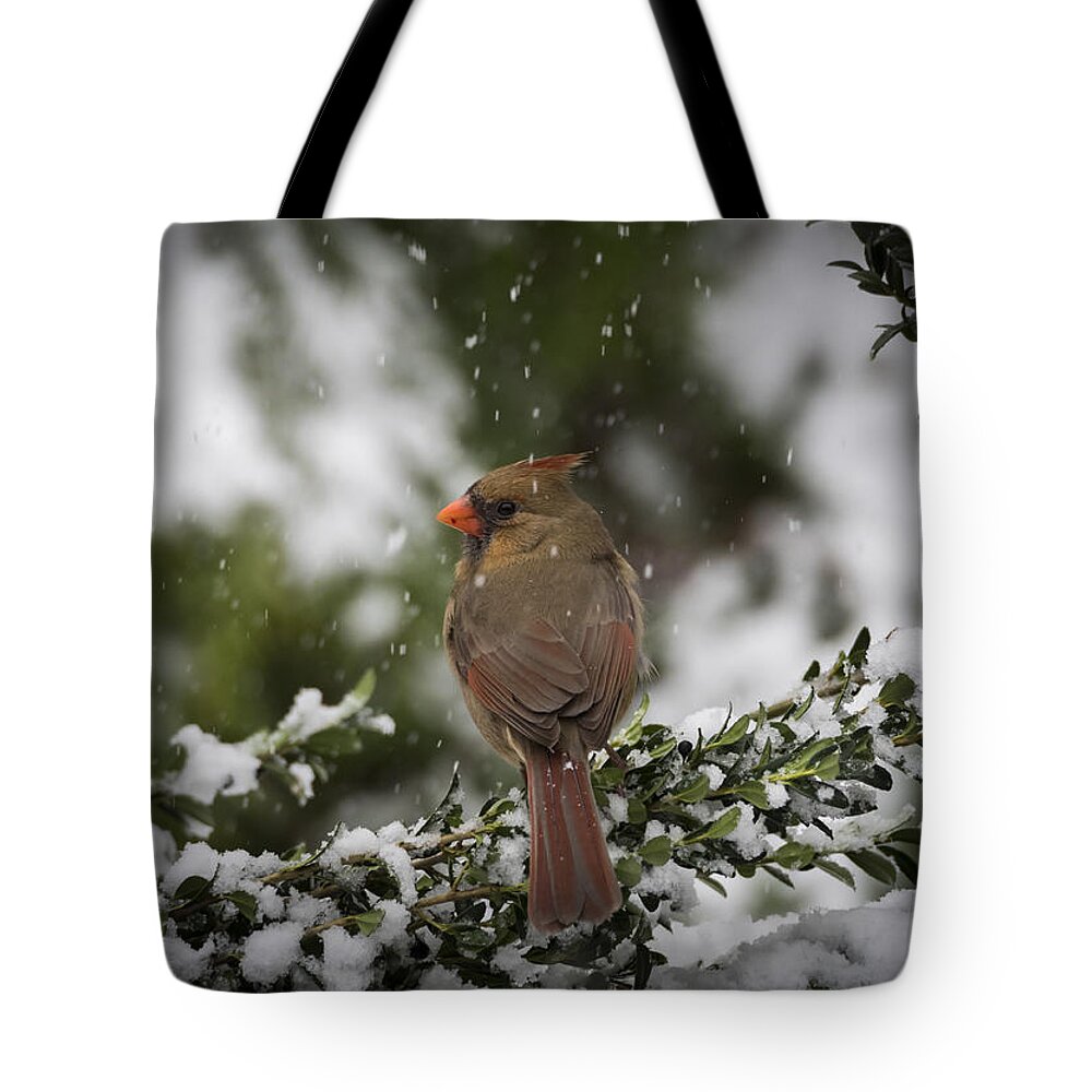Bird Tote Bag featuring the photograph Cardinal in Snow #2 by David Kay
