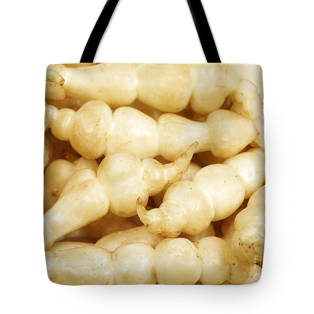 Botany Tote Bag featuring the photograph Chinese Artichokes Stachys Affinis #2 by Gerard Lacz