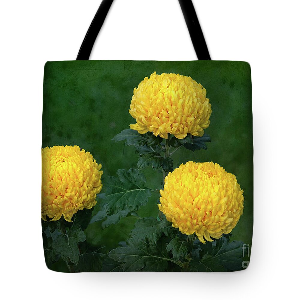 Flowers Tote Bag featuring the photograph Chrysanthemum 'Derek Bircumshaw' by Ann Jacobson