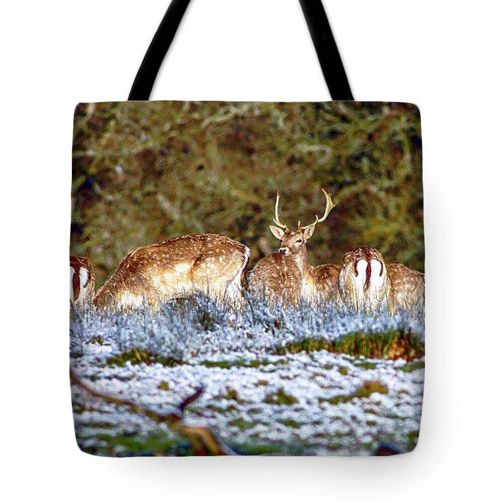 Animal Tote Bag featuring the photograph Fallow Deer in England #2 by Chris Smith